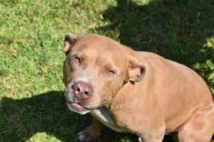Pitbull Terrier 5879001 1920