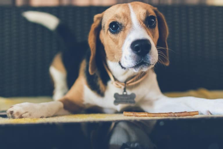 Useful Guidance On Getting Your First Dog