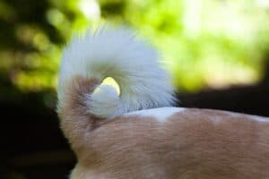 Tail 1480893 1920