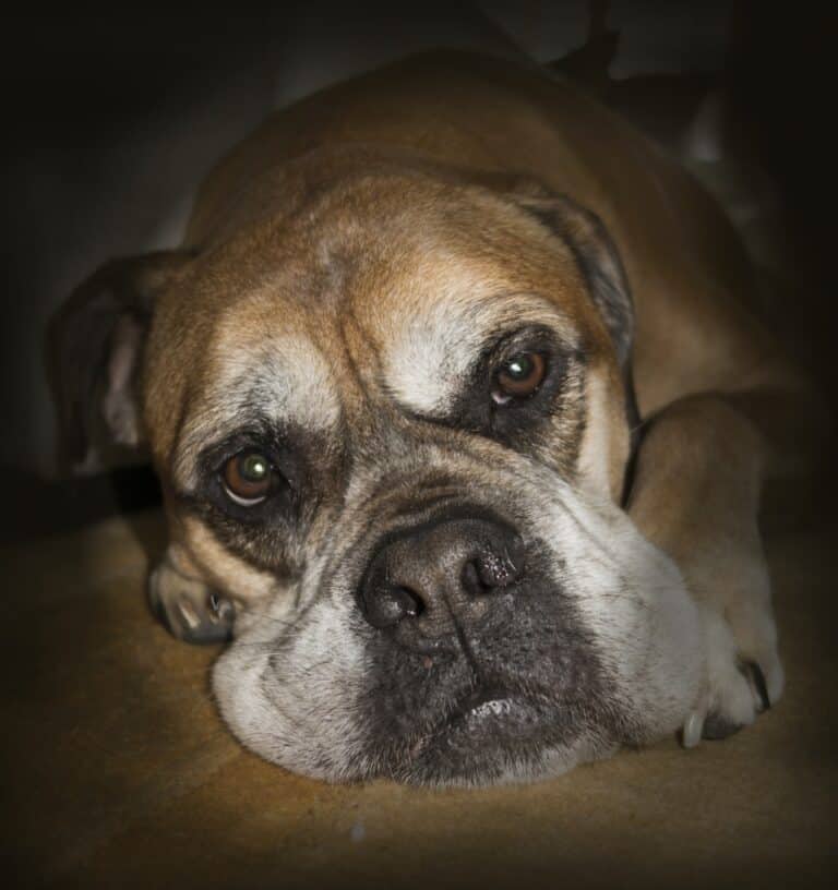 Caring for a Senior Dog Affordably