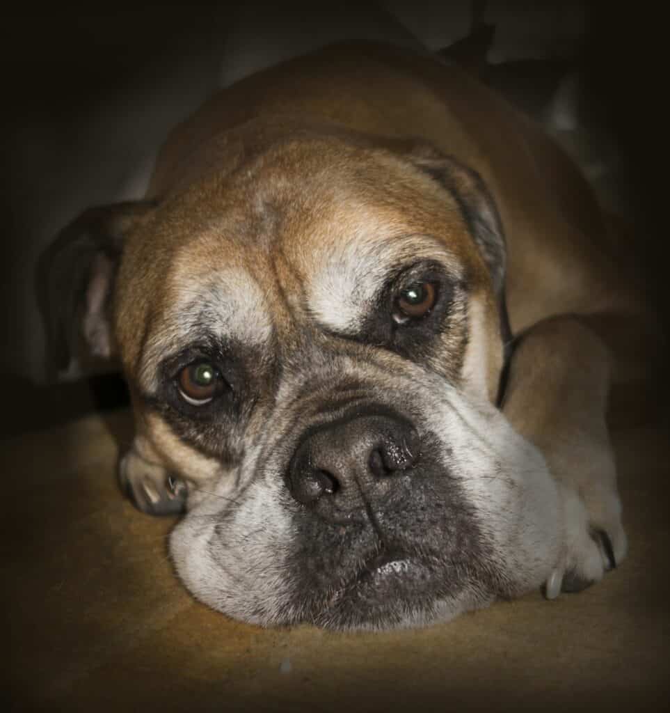 Bullmastiff 2123654 1920
