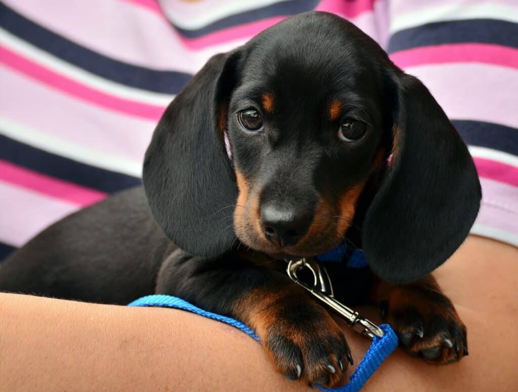 Dachshund 1519374 1920