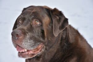 Dog 3140137 1920