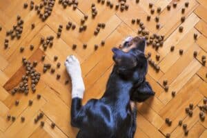 Dog Food 5175619 1920