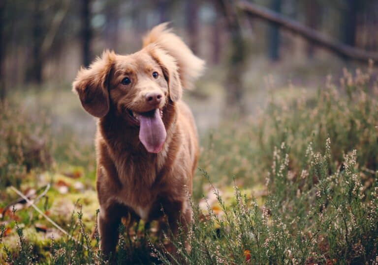 Benefits of Dog and Puppy Health Insurance