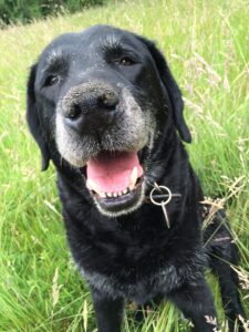 Labrador 1667980 1920