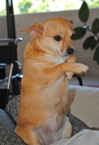Chihuahua 172839 1920