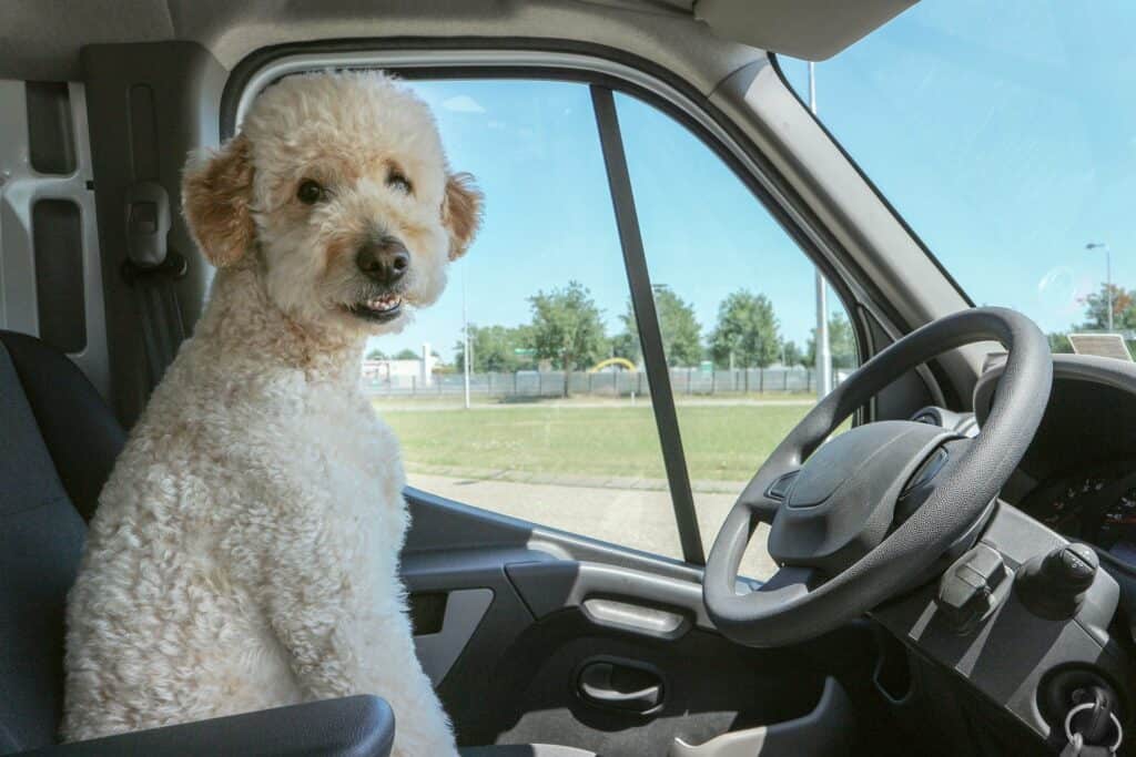 Dog 4223905 1920