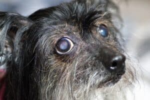 Dog 6114417 1920