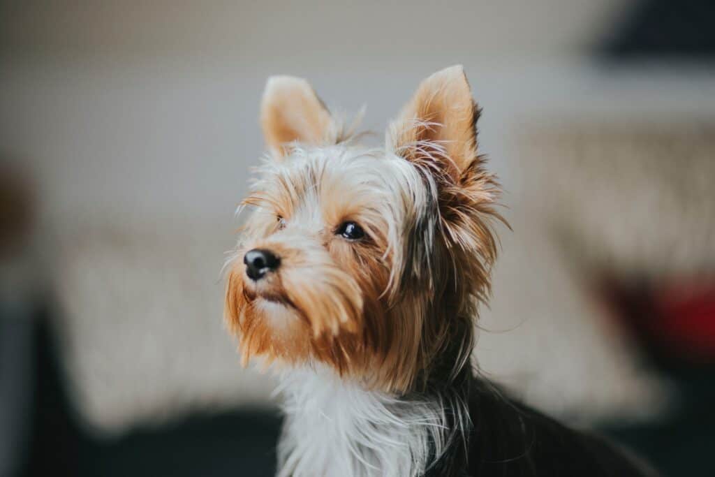 Fernanda Nuso Fk2Dgaazjgs Unsplash 1