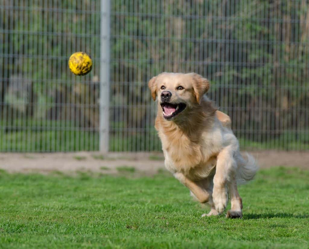 Golden Retriever 750592 1920