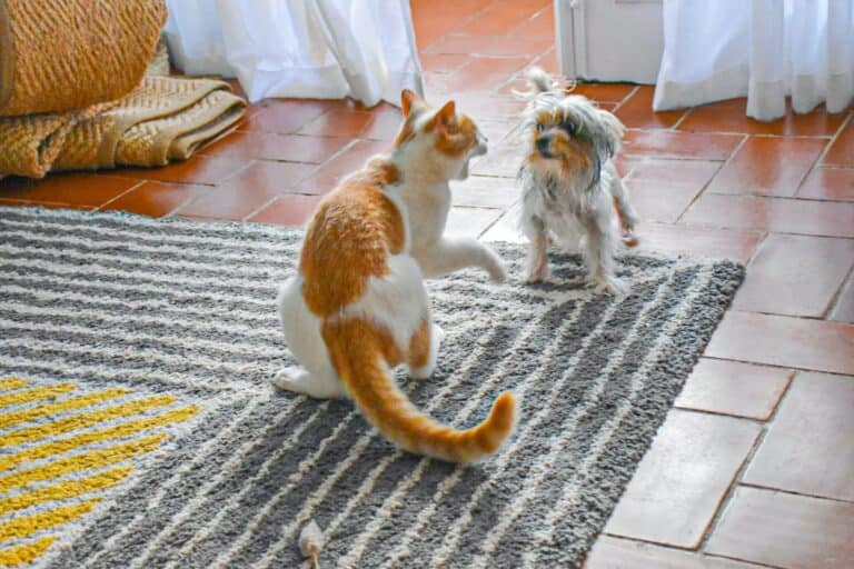 8 Tips For Training Your Dog To Get Along with your Cat