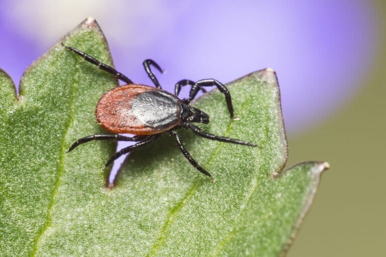Techniques for Tick Removal from Dogs