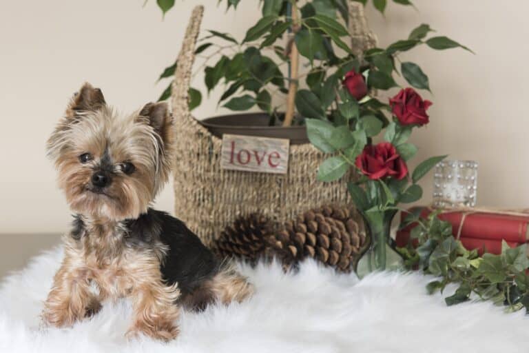 4 Ways to Celebrate the Holidays with Your Dog
