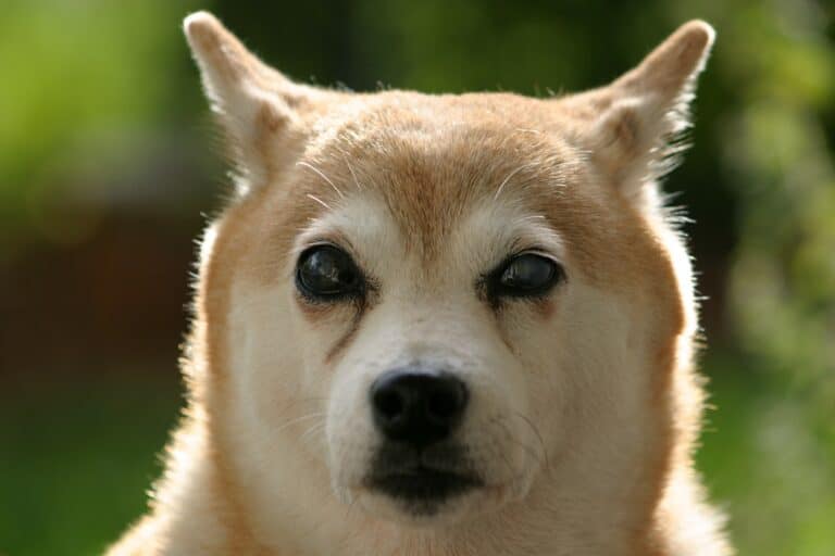 How to Help a Blind Dog Adapt