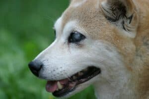 Shiba Inu 262847 1920