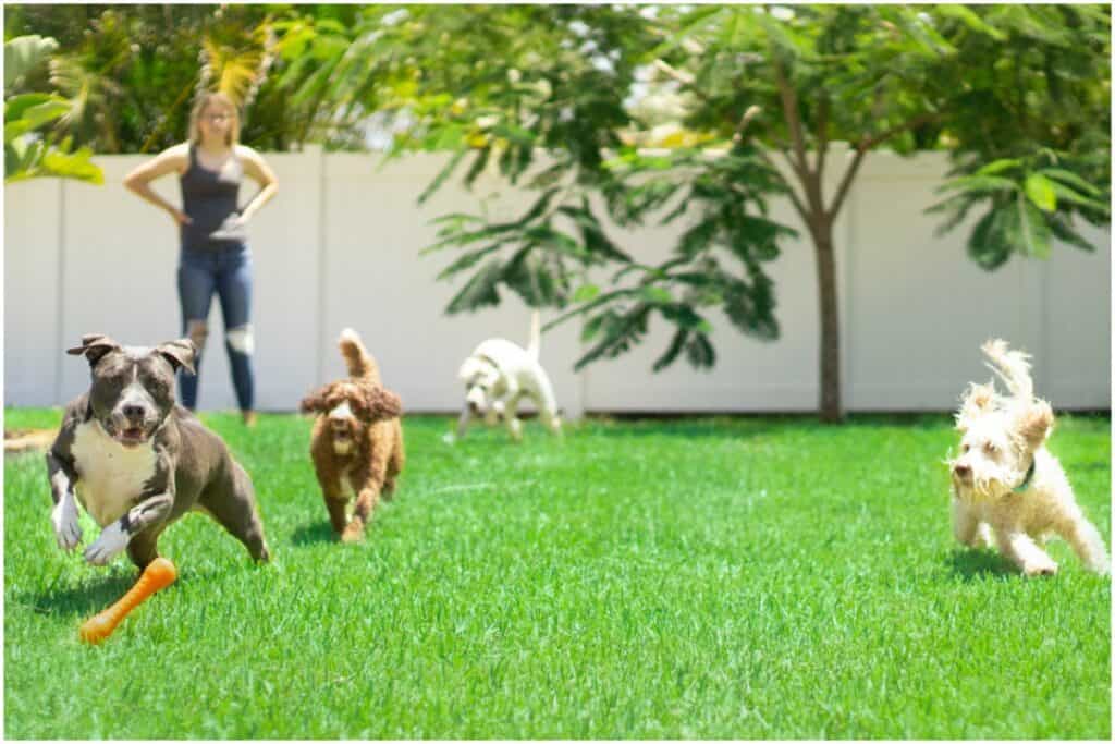 Backyard Dog