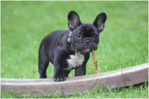 Cute Dog