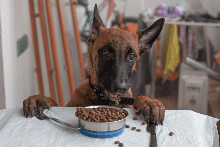 5 Dog Breeds That Are Very Intelligent