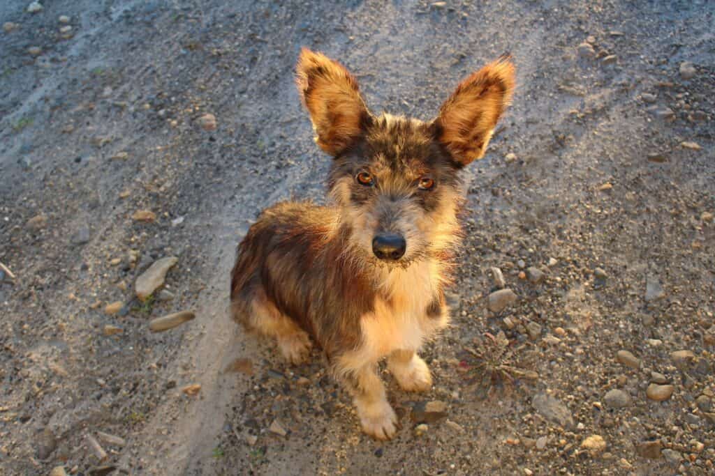 Adoption 2355504 1920