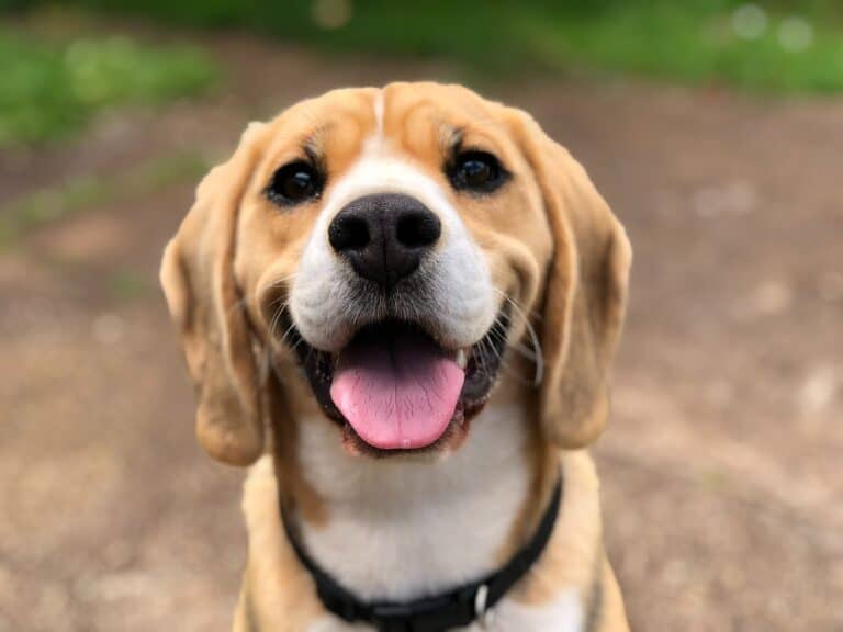 How to Choose the Right Shelter Dog for You