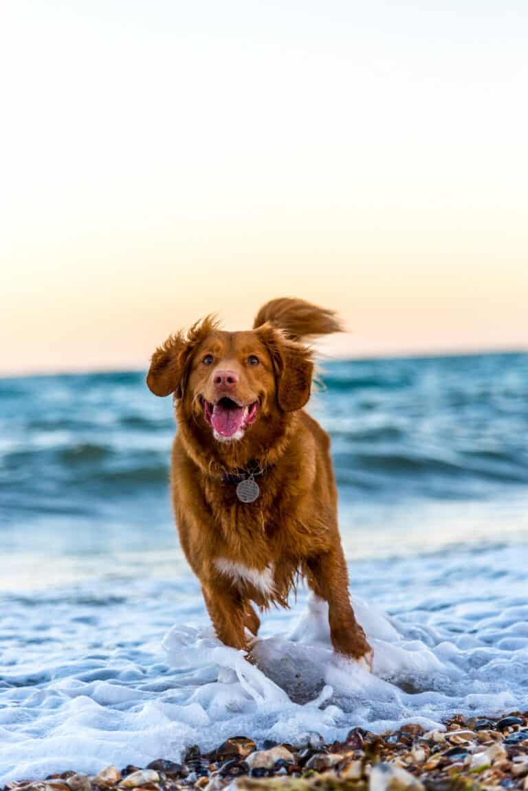 DOG TRICK: Teaching your dog Fetch