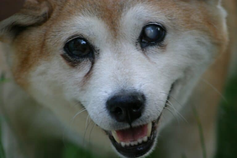 Scent Markers for Blind Dogs: A Natural Solution to Navigate Their World