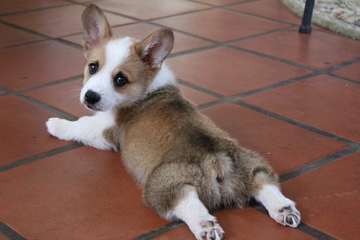 Essential Healthcare Your New Puppy Needs