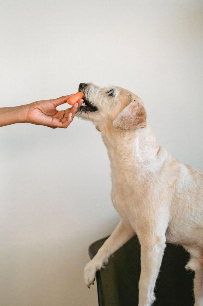 Dog1