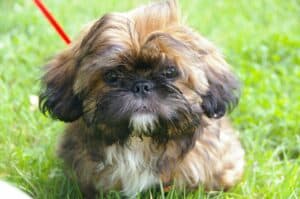 Animal Portrait 2499092 1920
