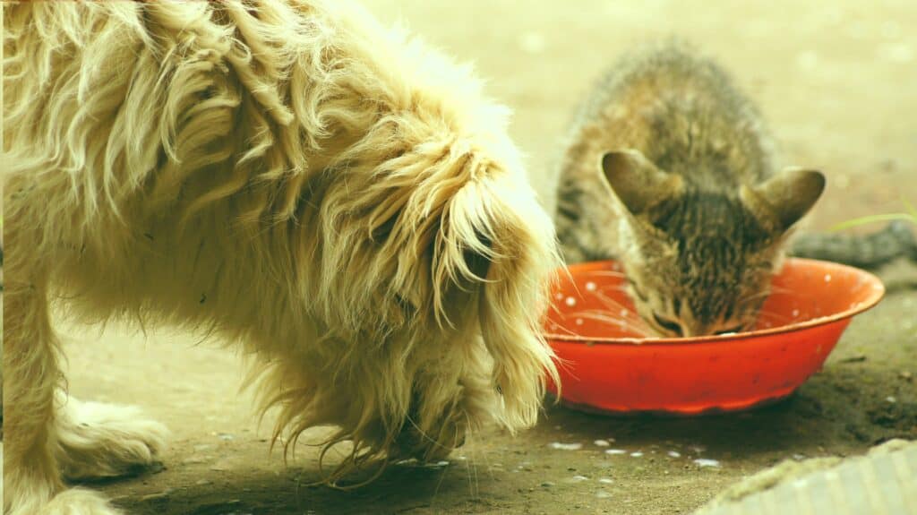 Animals 2550200 1920