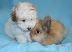 Coton De Tulear 6669242 1920