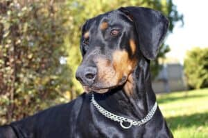 Dog 3784861 1920