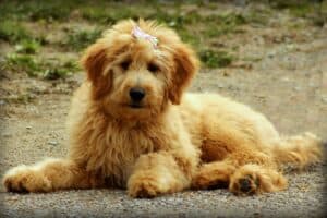 Goldendoodle 750443 1920