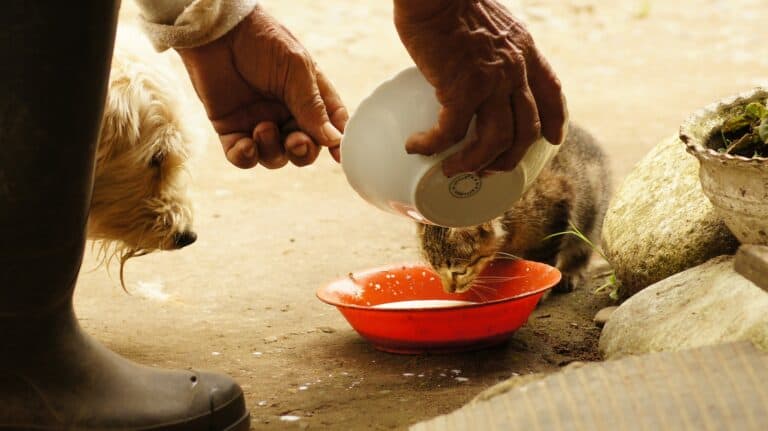 Feeding People Food to Dogs: What’s the Truth?