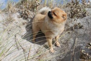 Pomeranian 1703641 1920