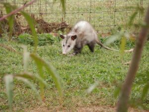 Possum 183851 1920