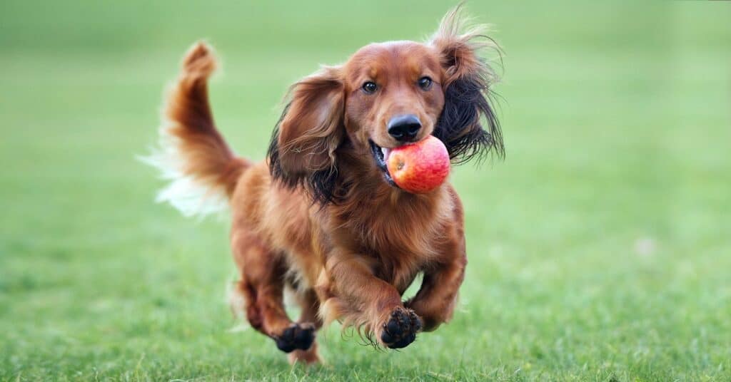 Can Dogs Eat Apples