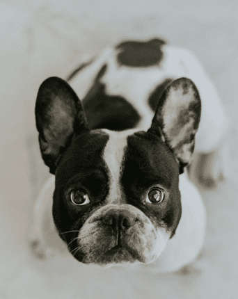 6 Ways to Spoil Your French Bulldog