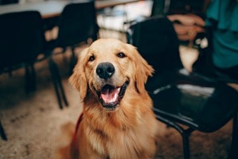 9 Herbal Pain Relief Medications For Dogs