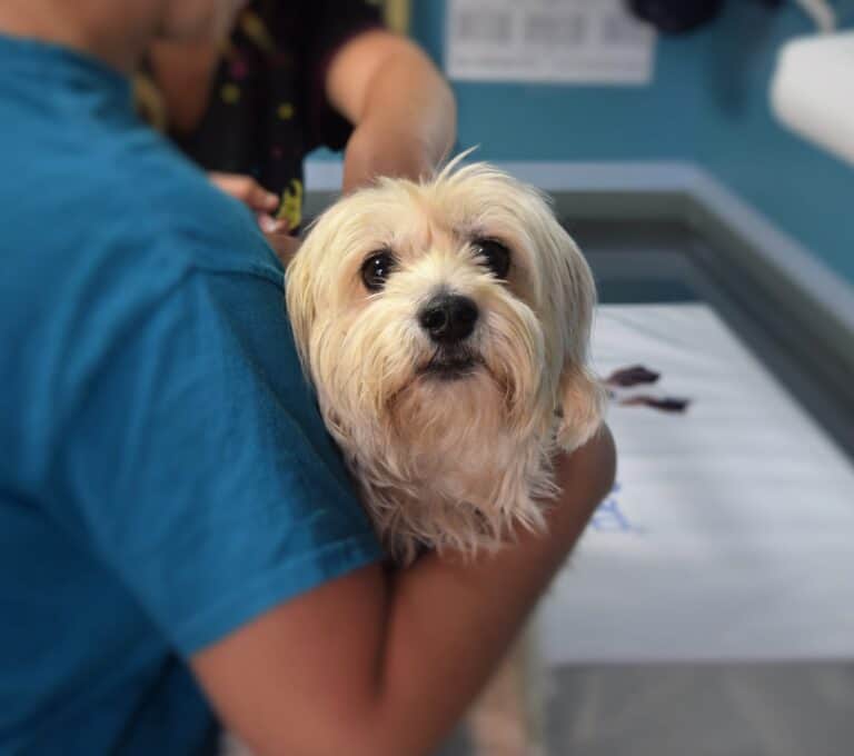 Can You Get Insurance on Dogs With Pre-Existing Health Conditions