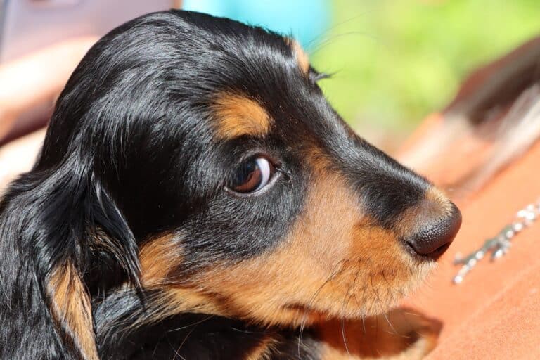Top tips for new dog owners