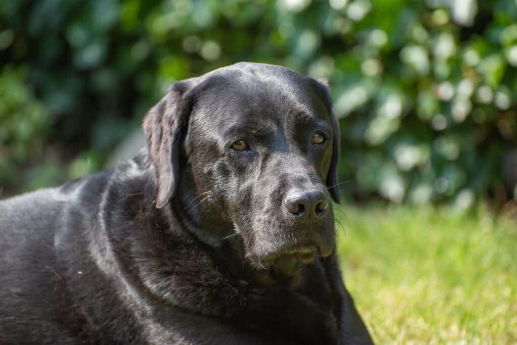 Labrador 4356165 1920