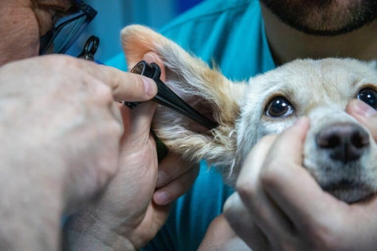 What are Veterinary Clinical Trials or Studies
