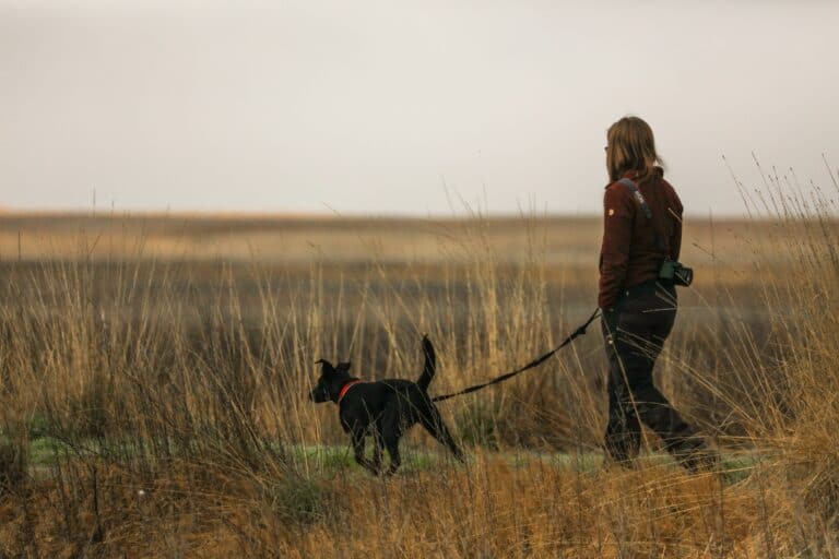 Dog Walking Essentials so you both can enjoy Walkies