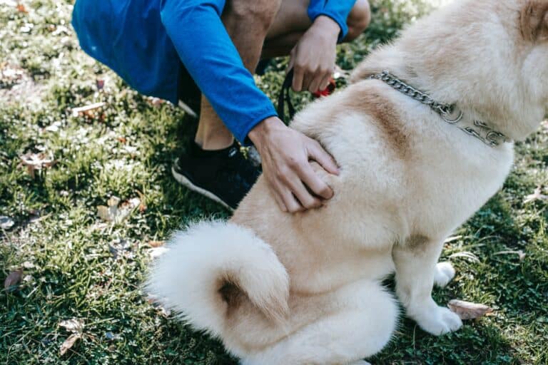 Dogs Biting Their Tails: What It Means and How to Address It
