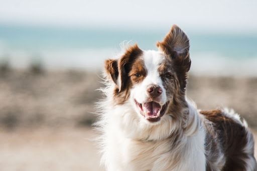 How to Find the Perfect Dog for You