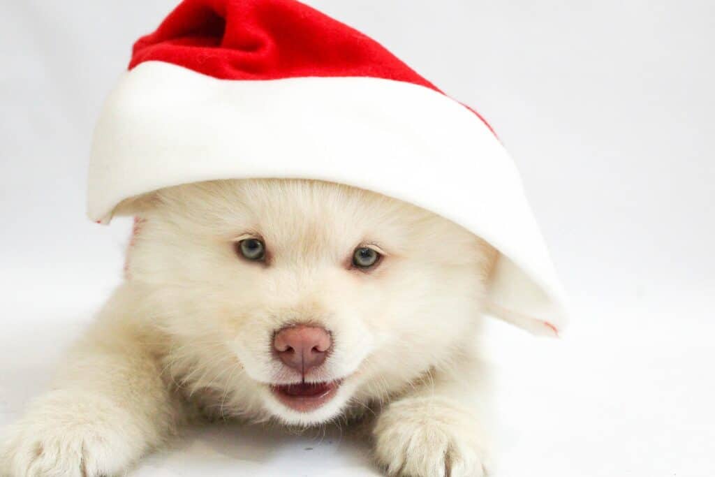 Christmas 1874259 1920