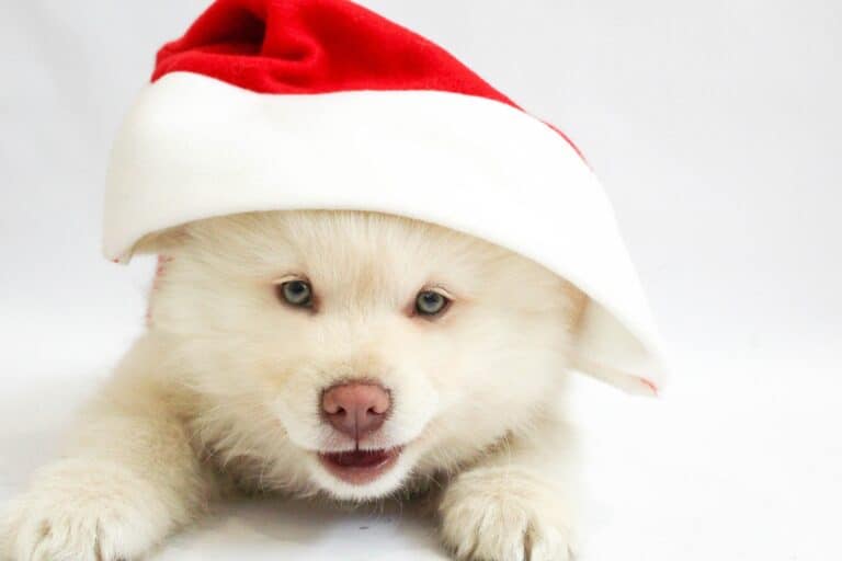 6 Important Things to Consider Before Getting a Dog