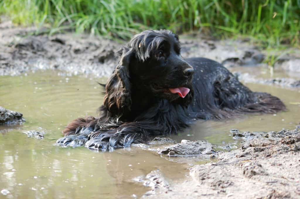 Dog 2414188 1920